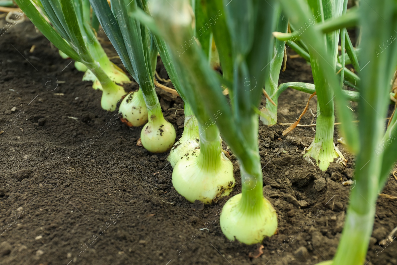 Photo of Green onions growing in field, closeup. Harvest season