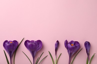Photo of Beautiful purple crocus flowers on pink background, flat lay. Space for text
