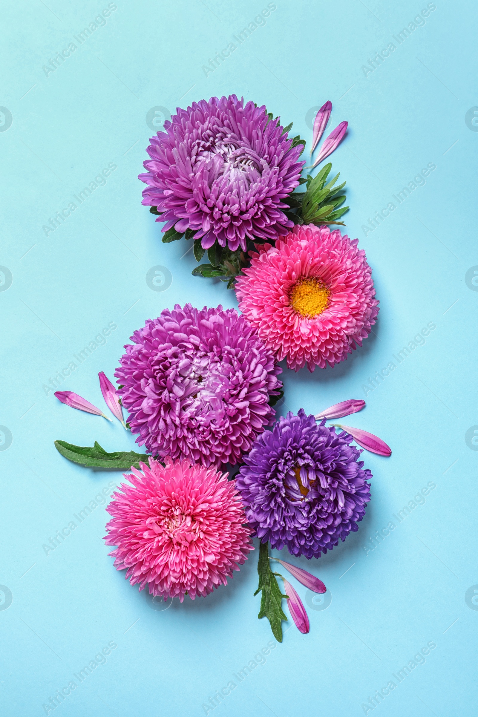 Photo of Beautiful aster flowers on color background, top view