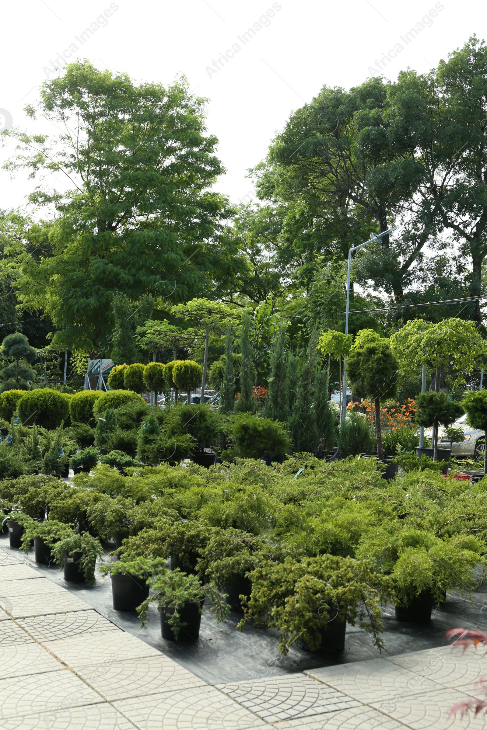 Photo of Garden center with many different potted plants