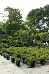 Garden center with many different potted plants