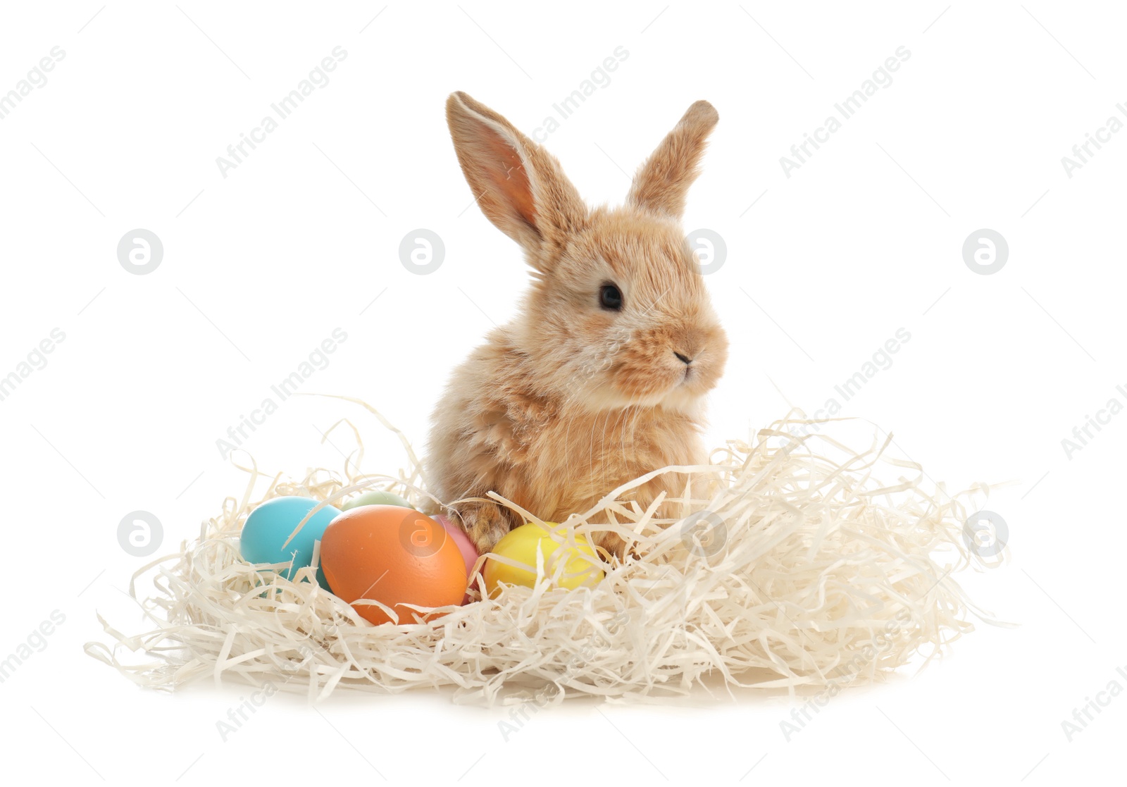 Photo of Adorable furry Easter bunny with decorative straw and dyed eggs on white background