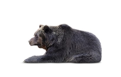 Image of Furry bear on white background. Wild animal