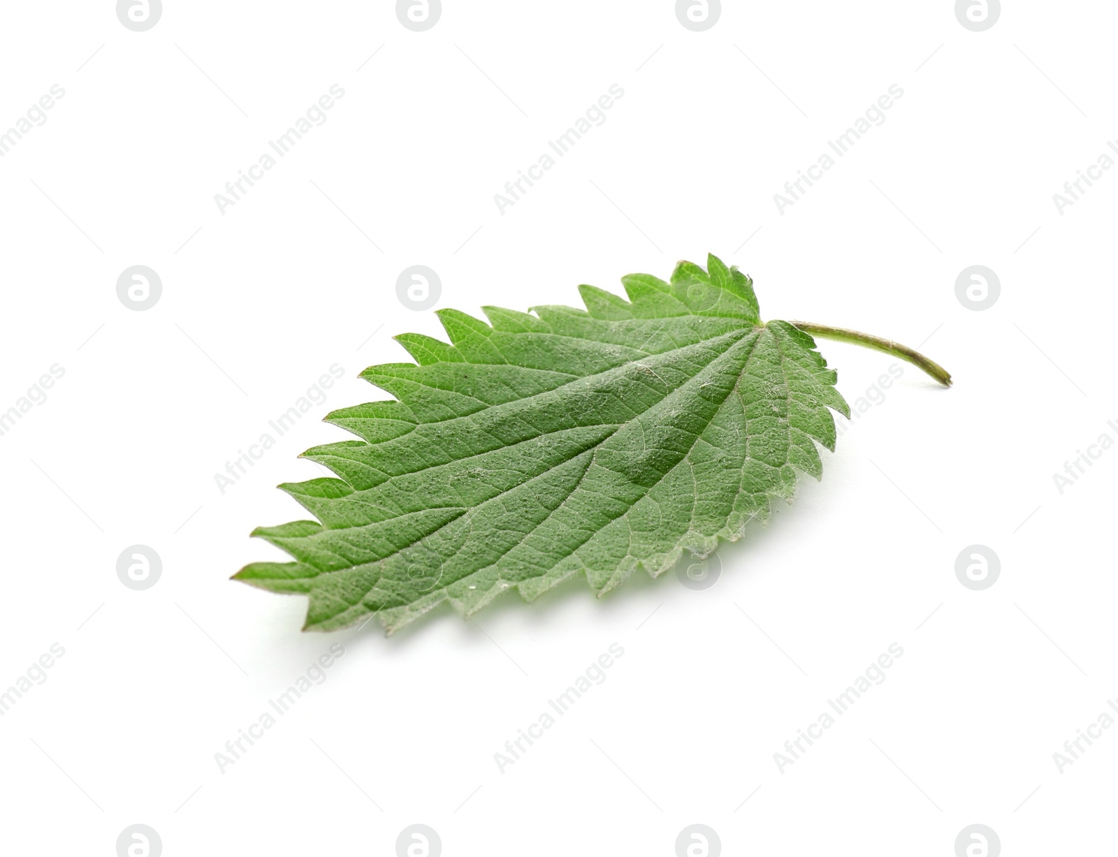 Photo of Leaf of stinging nettle isolated on white