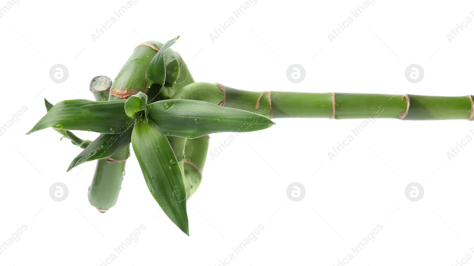 Photo of Beautiful green bamboo stem with leaves on white background