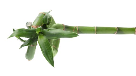Beautiful green bamboo stem with leaves on white background