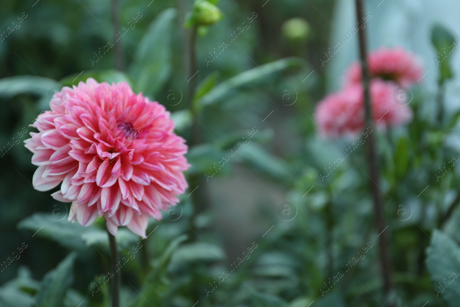 Photo of Beautiful blooming pink dahlia flower in green garden, space for text