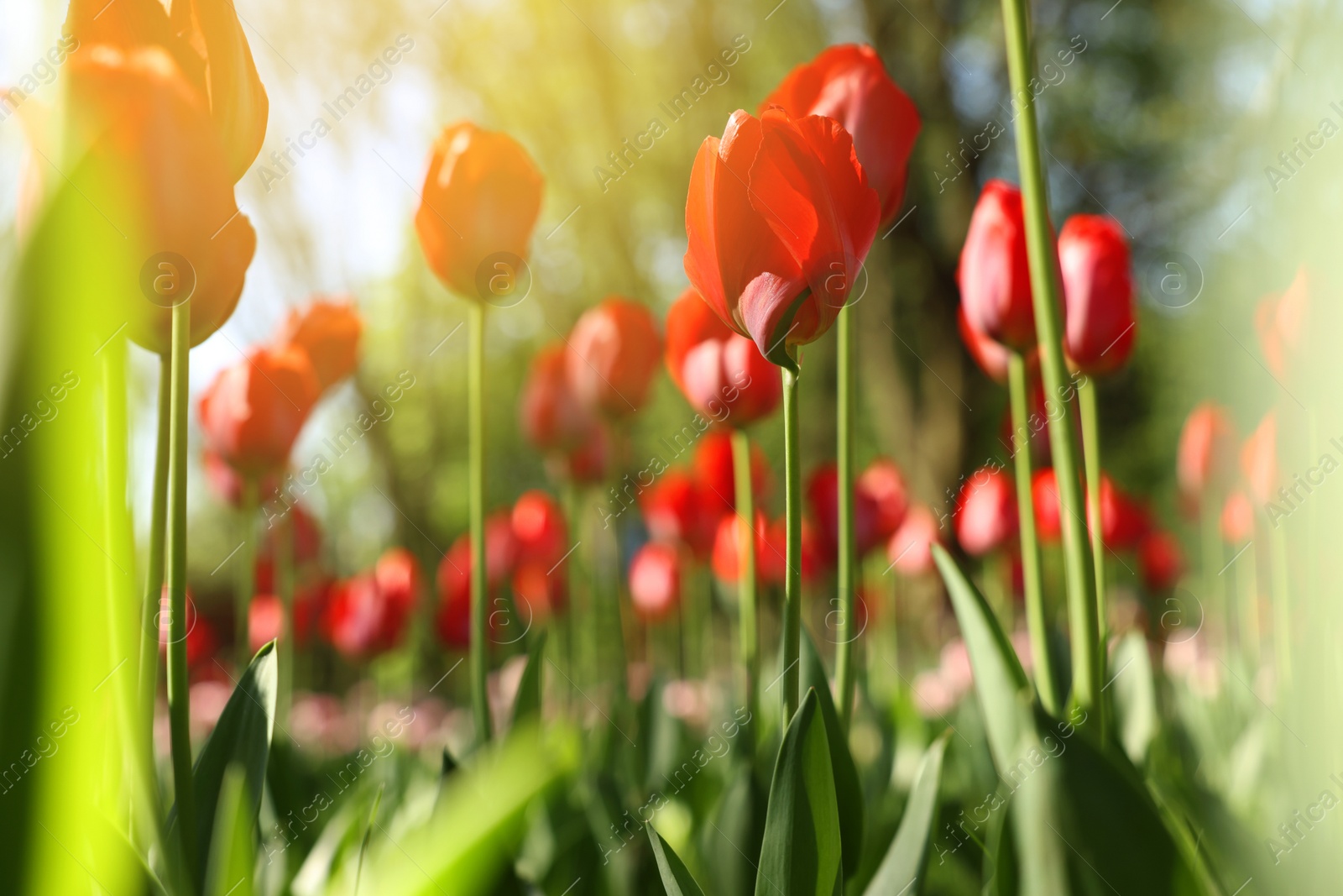 Photo of Beautiful red tulips growing outdoors on sunny day, closeup