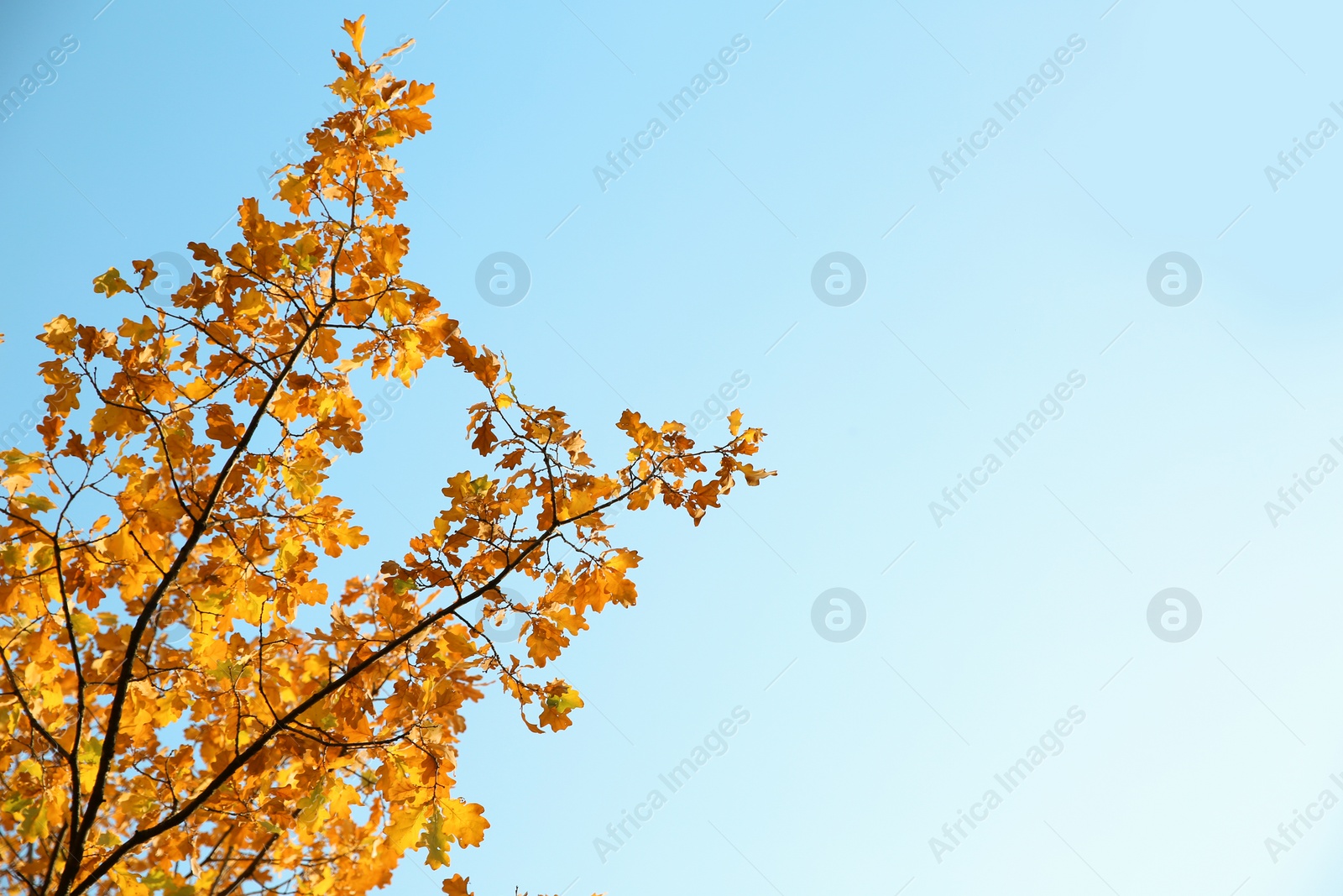 Photo of Tree branches with autumn leaves against sky. Space for text