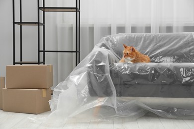 Photo of Cute ginger cat resting on sofa covered with plastic film at home