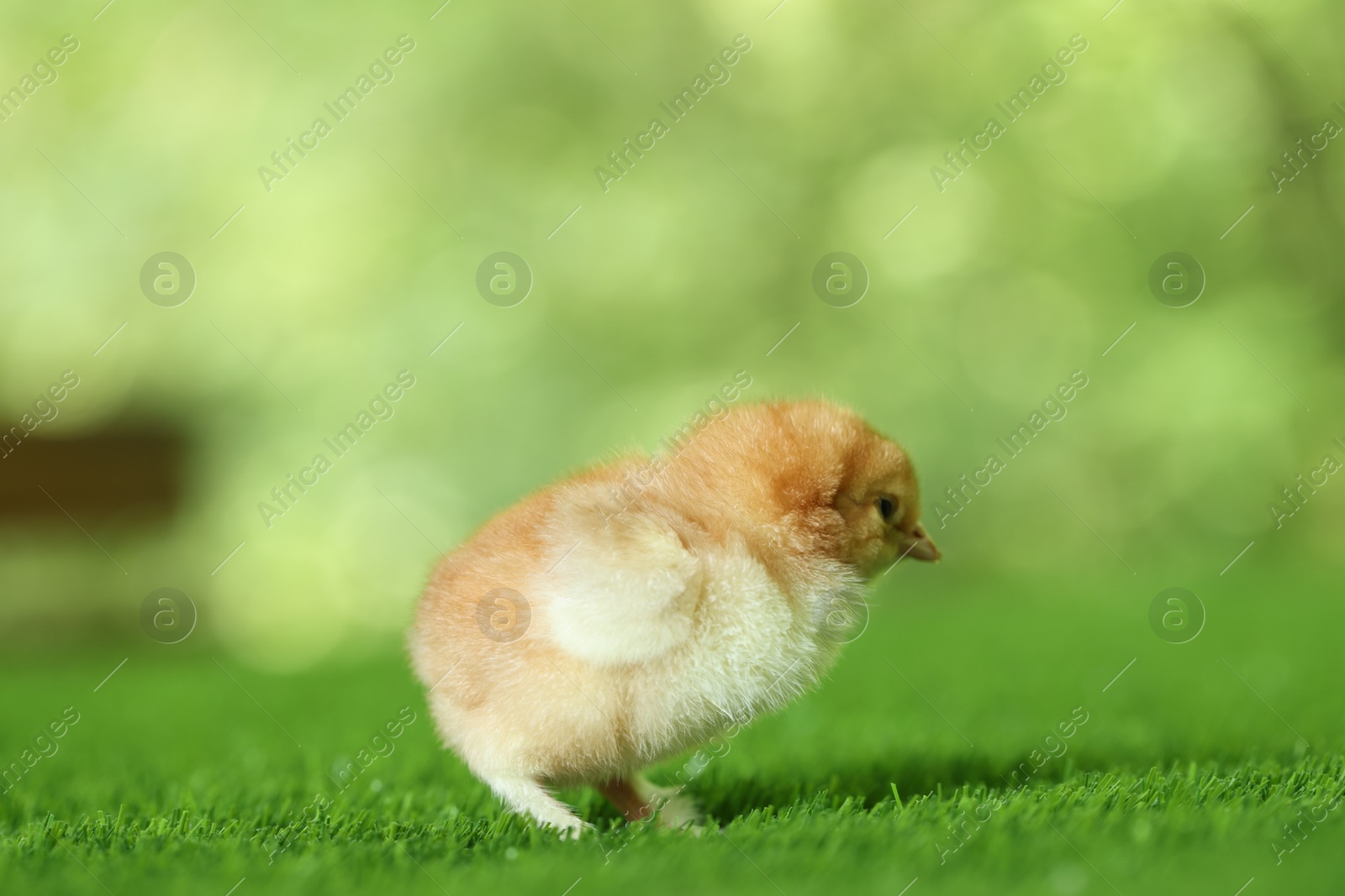 Photo of Cute chick on green artificial grass outdoors, closeup with space for text. Baby animal