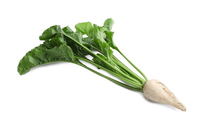 Sugar beet with leaves on white background