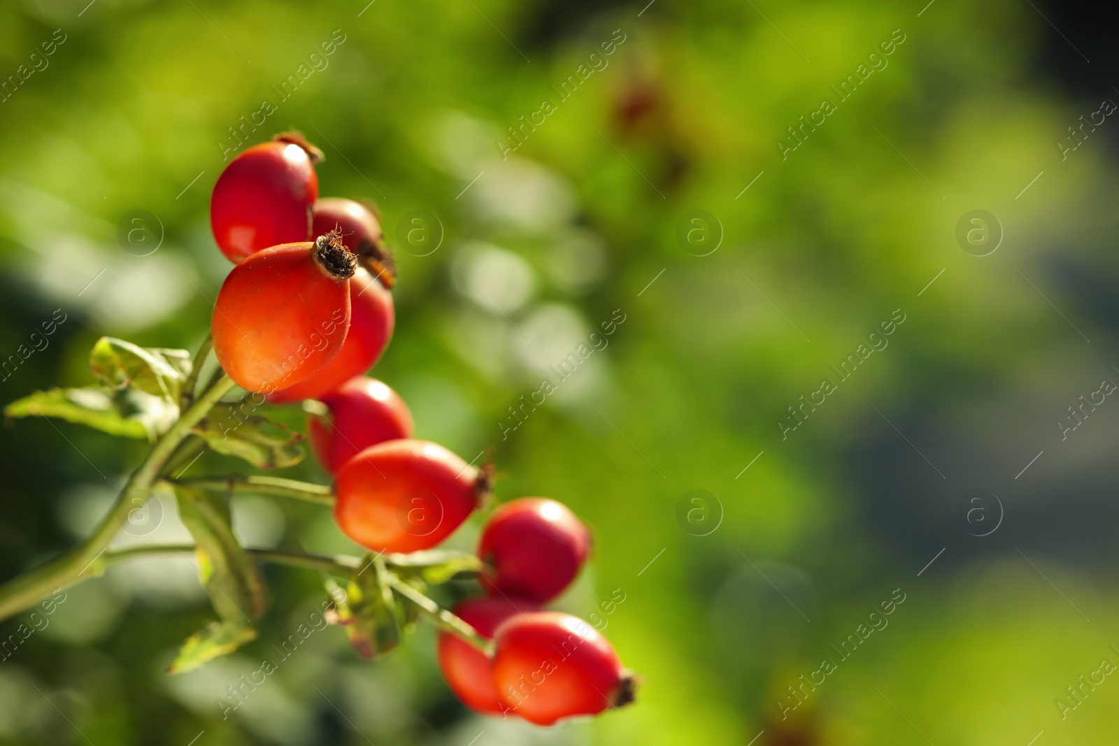 Photo of Ripe rose hip berries outdoors on sunny day, closeup