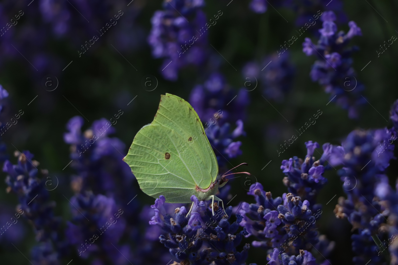 Photo of Beautiful butterfly in lavender field on summer day, closeup