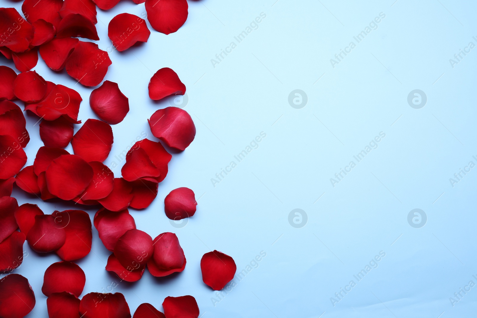 Photo of Beautiful red rose flower petals on light blue background, flat lay. Space for text