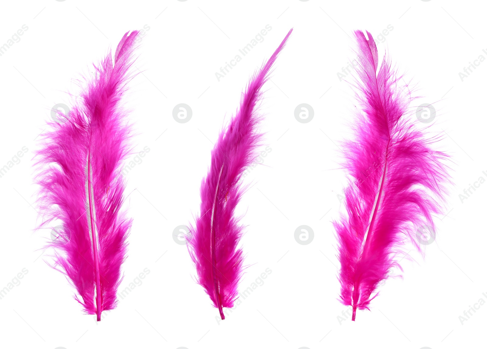 Image of Beautiful bright pink feathers isolated on white, set