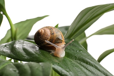 Photo of Common garden snail on wet leaf against white background, closeup