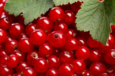 Photo of Many tasty fresh red currant berries and green leaves as background, closeup