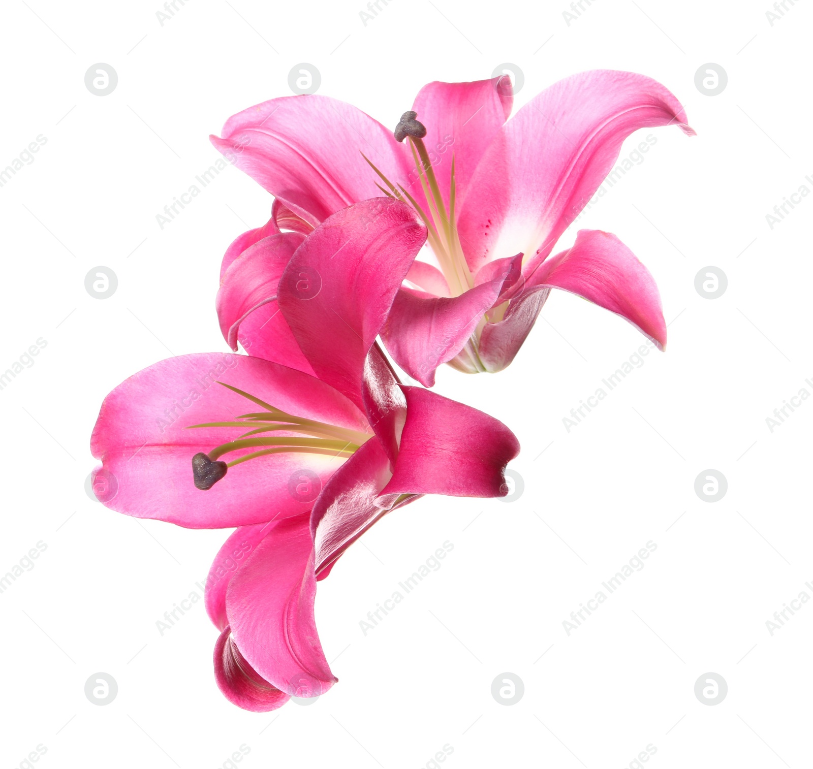 Photo of Beautiful pink lily flowers isolated on white