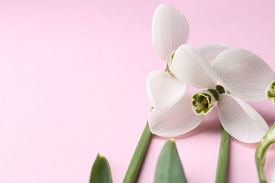 Photo of Beautiful snowdrops on pink background, closeup. Space for text