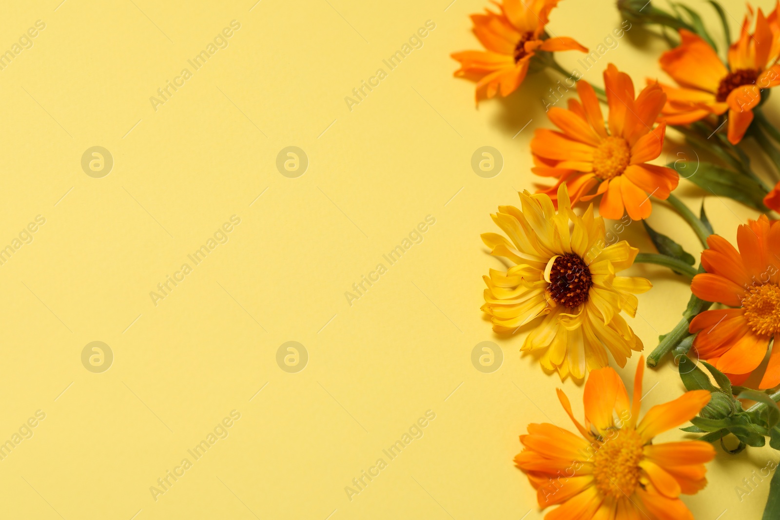Photo of Beautiful fresh calendula flowers on yellow background, above view. Space for text
