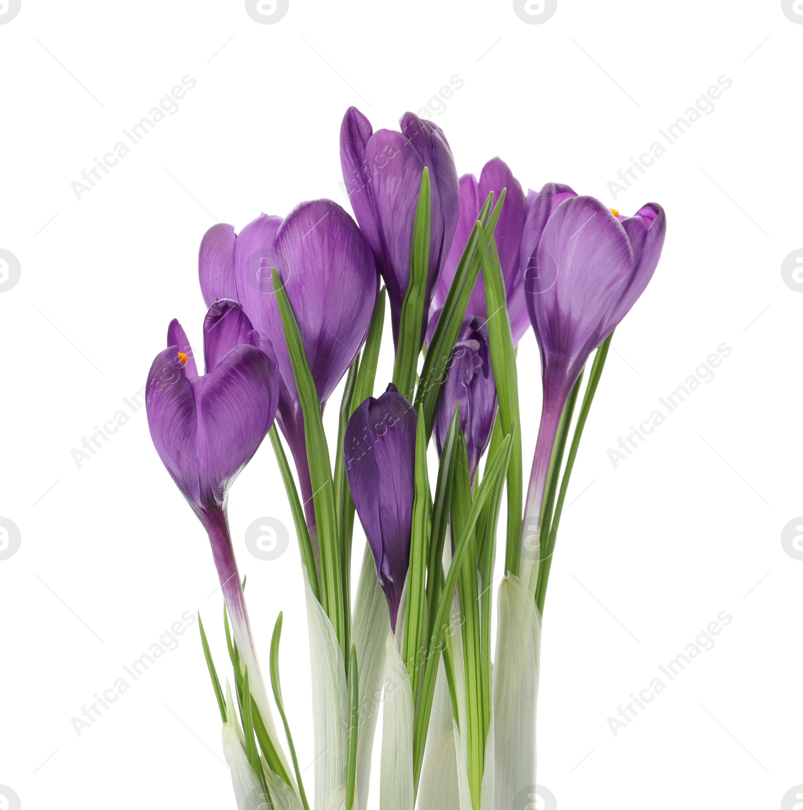 Photo of Beautiful purple crocus flowers isolated on white. Spring season