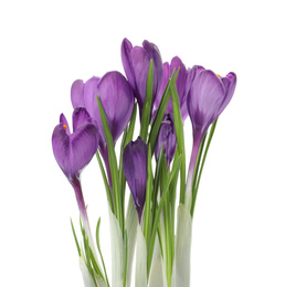 Photo of Beautiful purple crocus flowers isolated on white. Spring season