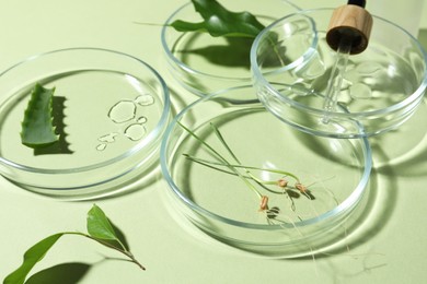 Photo of Petri dishes and plants on pale light green background