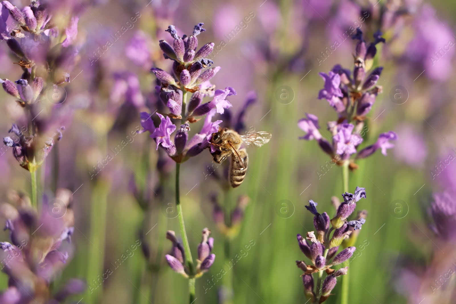 Photo of Closeup view of beautiful lavender with bee in field on sunny day