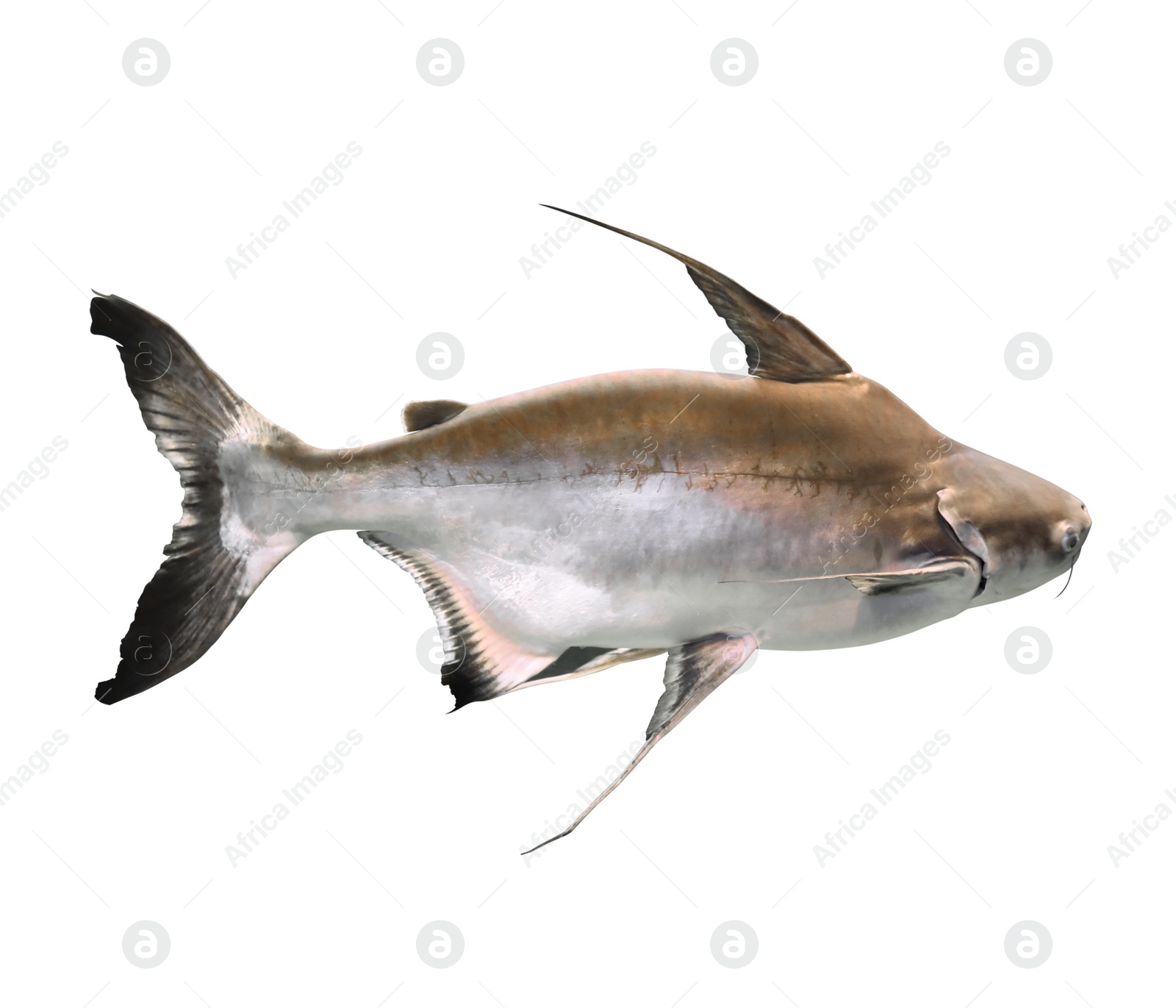 Image of Beautiful gaff topsail catfish on white background