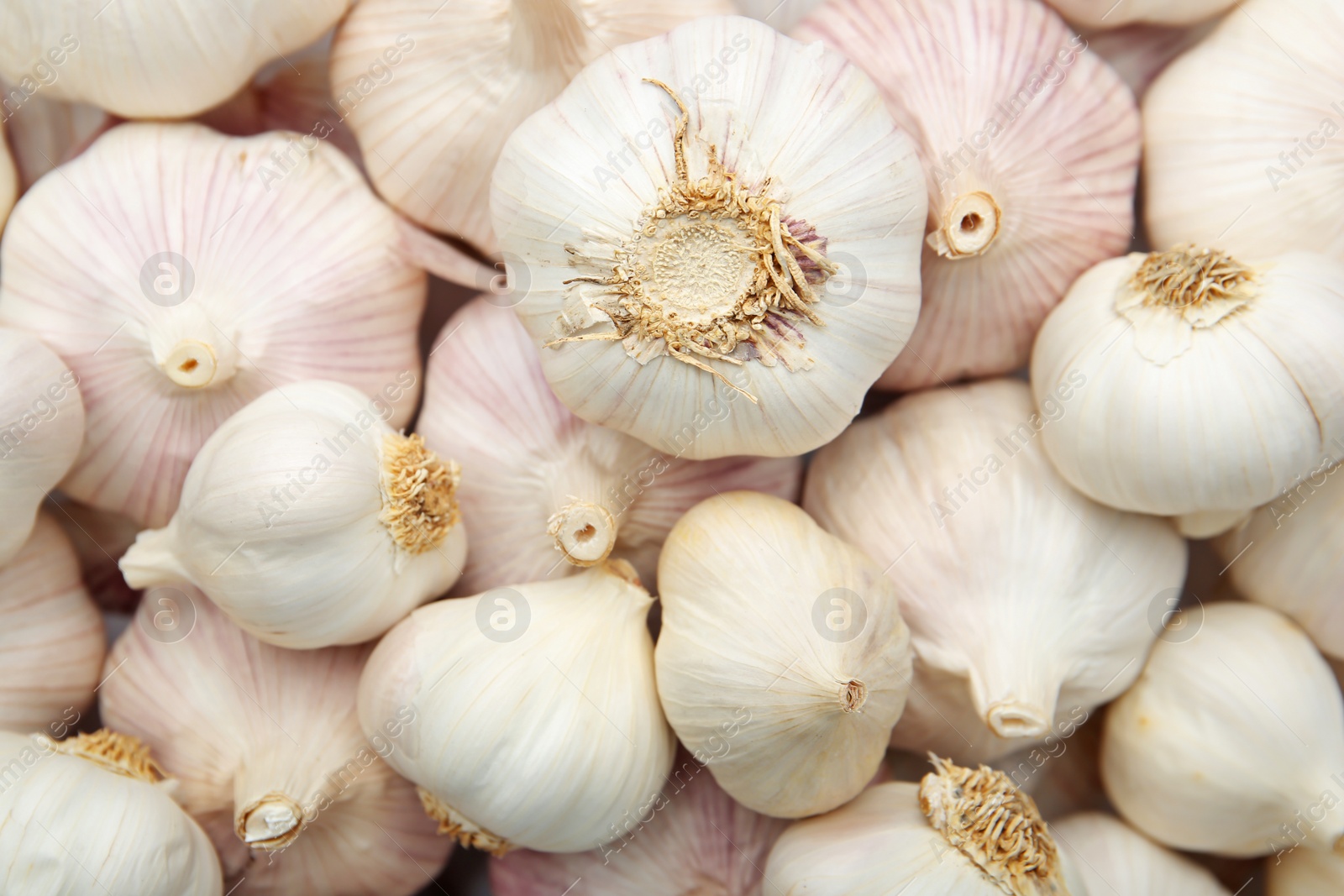 Photo of Many fresh raw garlic bulbs as background