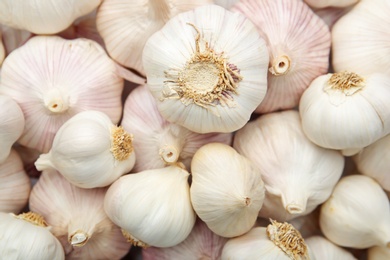 Many fresh raw garlic bulbs as background