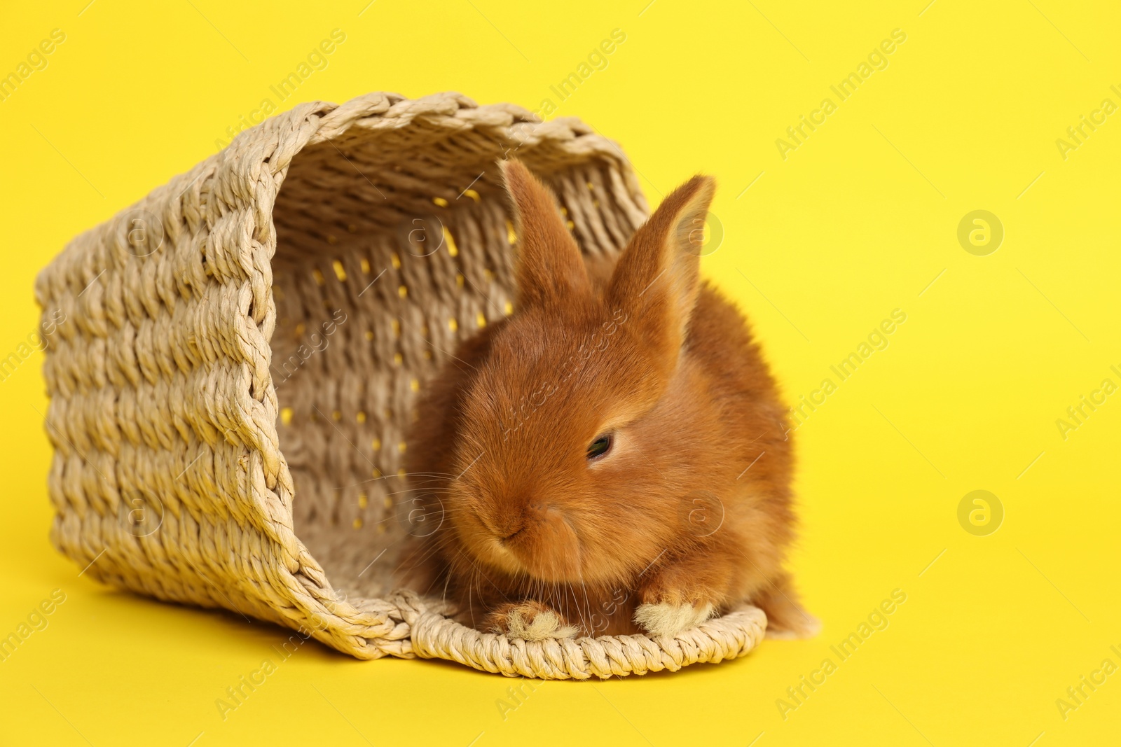 Photo of Adorable fluffy bunny and wicker basket on yellow background. Easter symbol