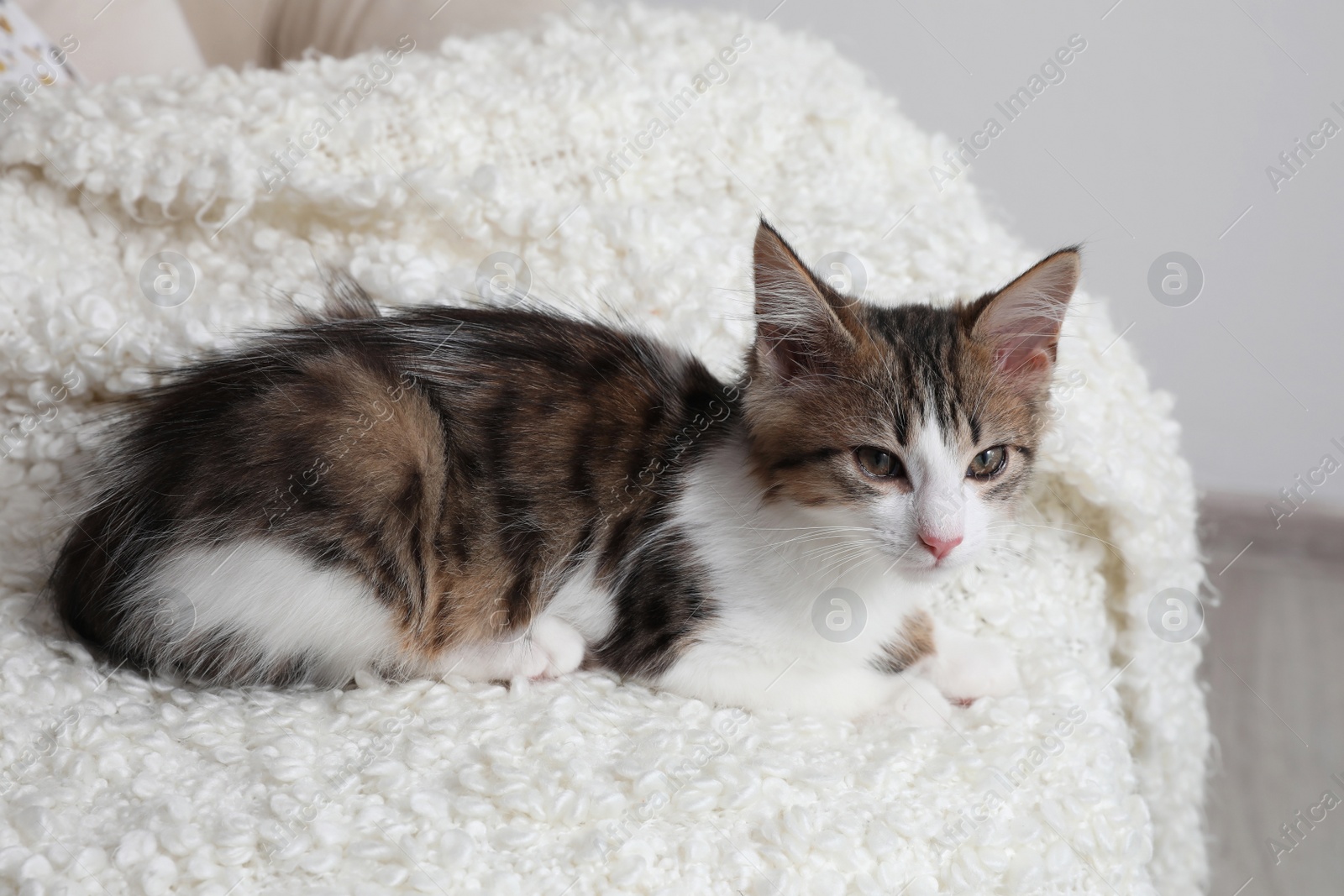 Photo of Cute kitten on soft plaid at home. Baby animal