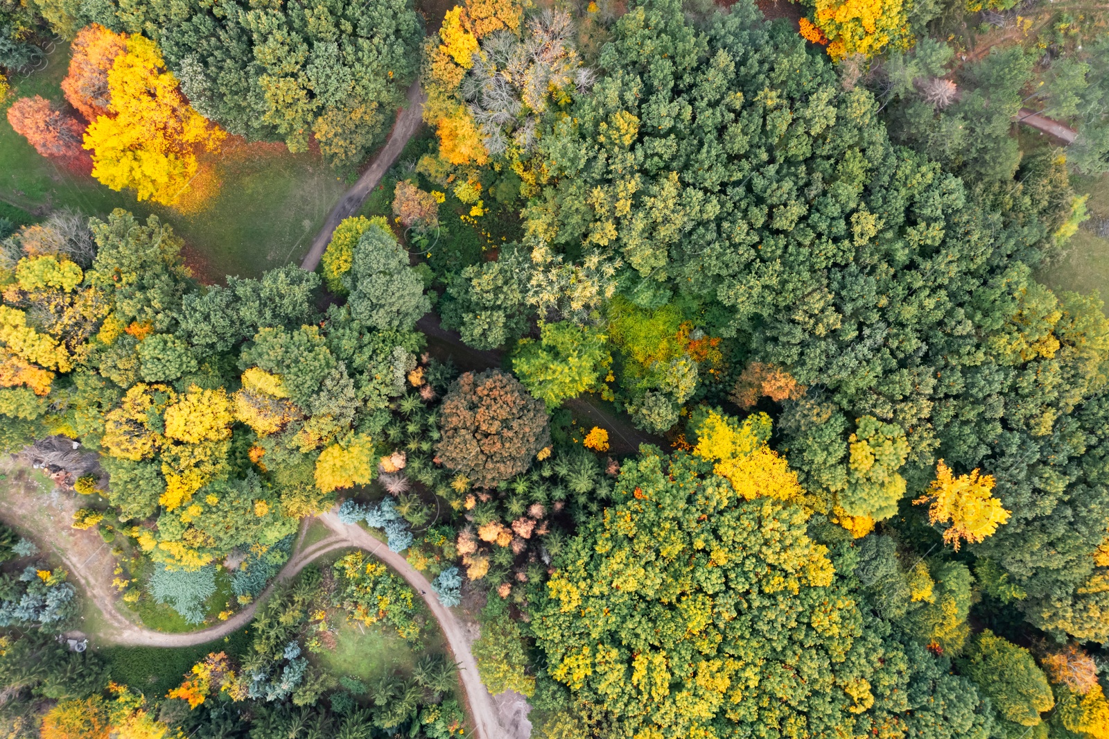 Image of Aerial view of beautiful forest on autumn day