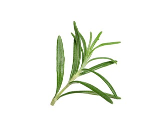 Sprig of fresh rosemary isolated on white