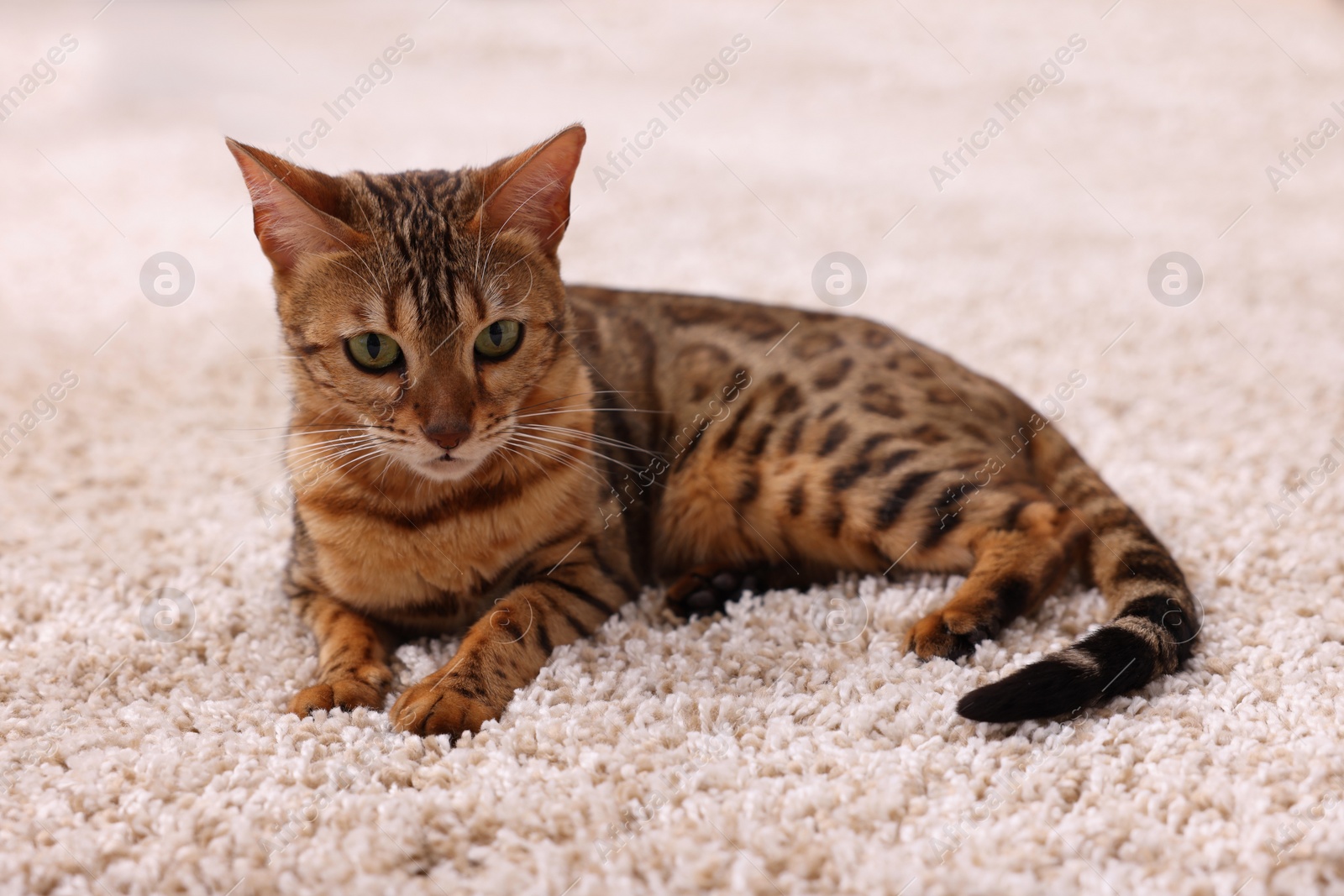 Photo of Cute Bengal cat lying on carpet at home. Adorable pet