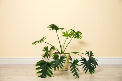 Photo of Tropical plant with lush leaves on floor near light yellow wall