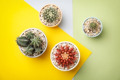 Beautiful cacti on color background, top view