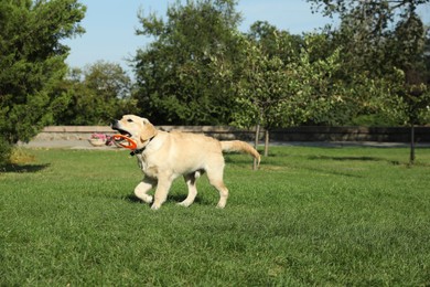 Photo of Cute Labrador Retriever dog playing with flying disk in park