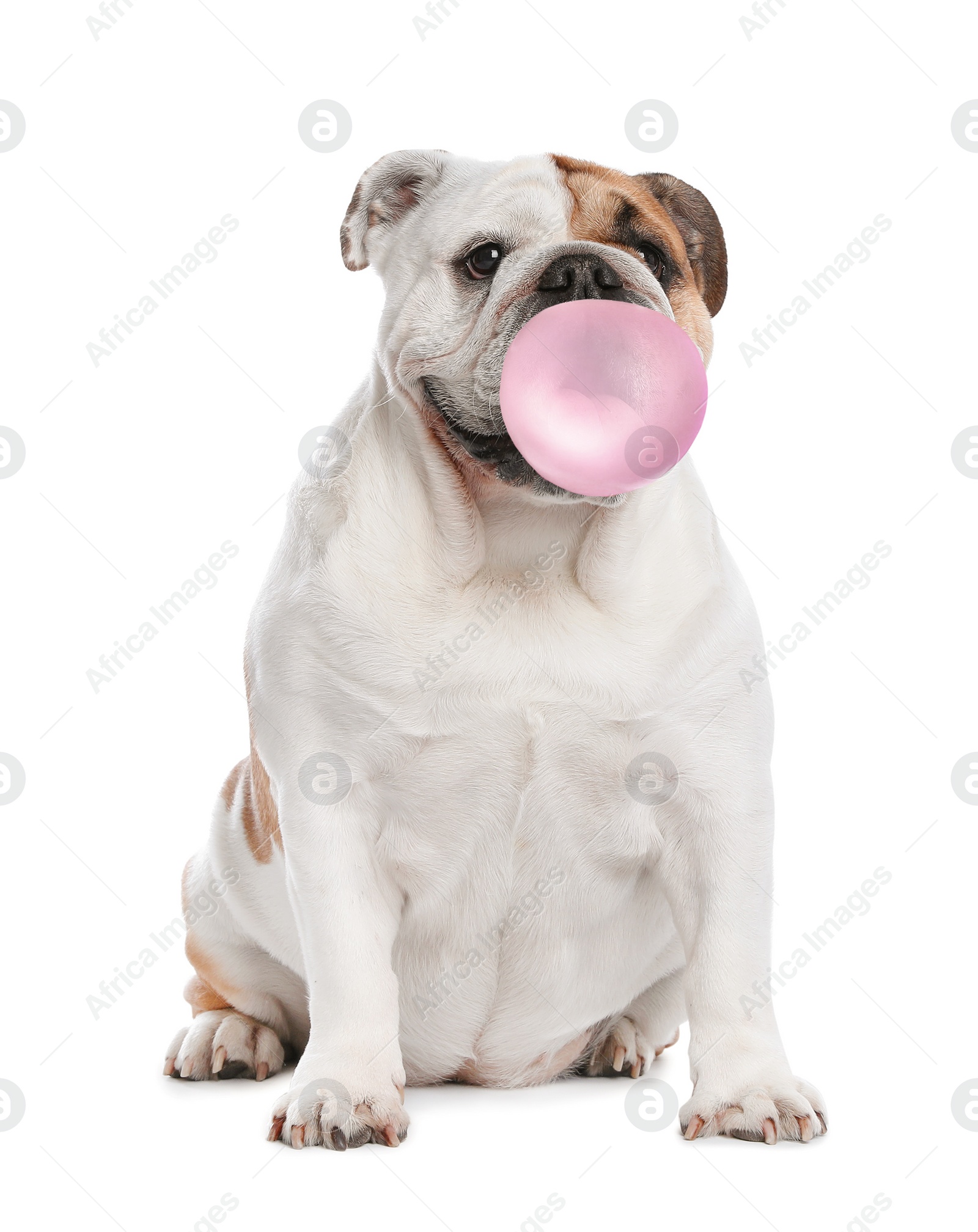 Image of Adorable English bulldog blowing bubble gum on white background