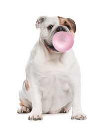 Image of Adorable English bulldog blowing bubble gum on white background