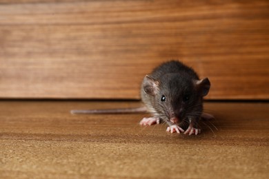 Photo of Small brown rat near wooden wall on floor. Space for text