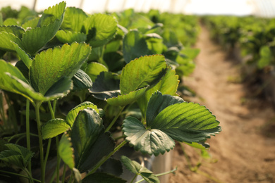 Photo of Many strawberry seedlings growing in greenhouse, closeup