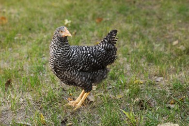Photo of Beautiful chicken on green grass in farmyard. Domestic animal