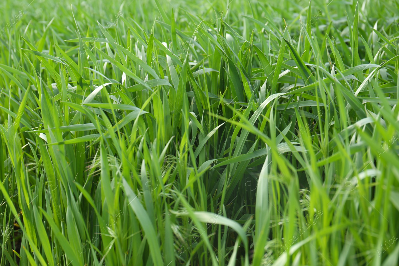 Photo of Beautiful agricultural field with ripening cereal crop, closeup