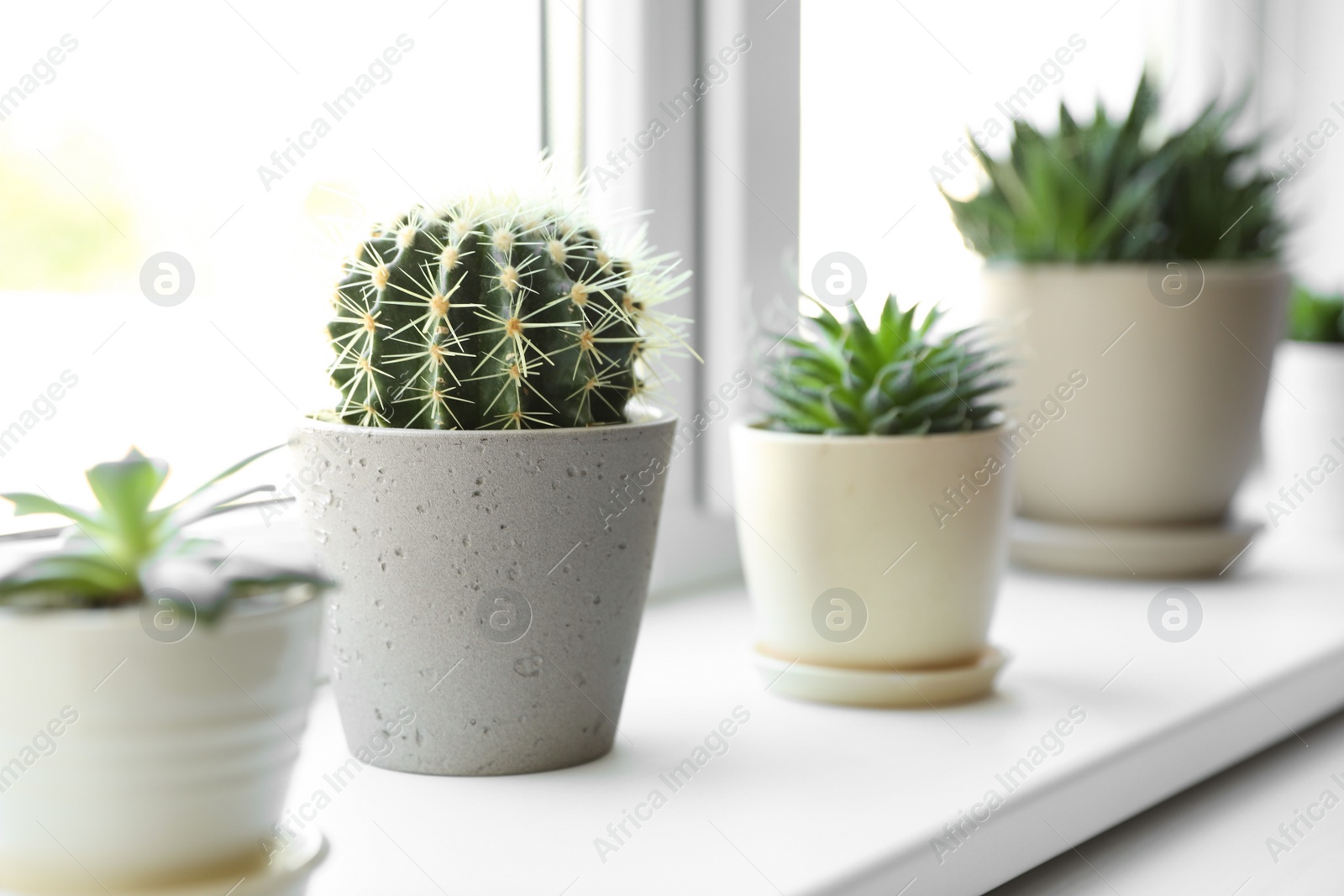 Photo of Beautiful different cacti in pots on windowsill indoors