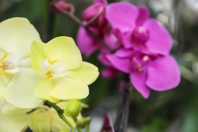 Photo of Beautiful blooming tropical orchid flowers on blurred background, closeup