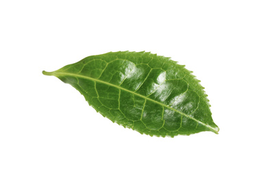 Photo of Green leaf of tea plant isolated on white