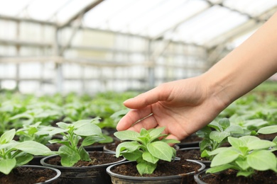 Photo of Woman taking care of seedlings in greenhouse, closeup. Space for text